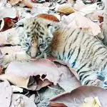 IMG-20250504-WA0045
